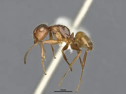 Camponotus godmani specimen ANTWEB1053773 image antweb1053773_4