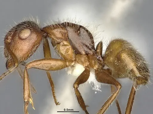 Camponotus godmani specimen ANTWEB1053773 image antweb1053773_5