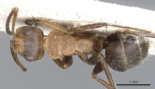 Camponotus godmani specimen CASENT0903625 image casent0903625_1