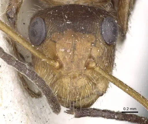 Camponotus godmani specimen CASENT0903625 image casent0903625_2