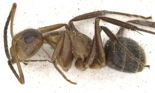 Camponotus godmani specimen CASENT0903625 image casent0903625_3