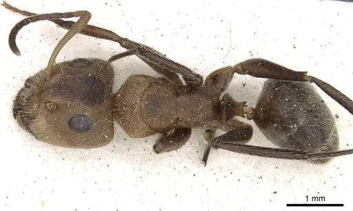 Camponotus godmani specimen CASENT0903626 image casent0903626_1