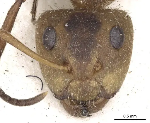Camponotus godmani specimen CASENT0903626 image casent0903626_2