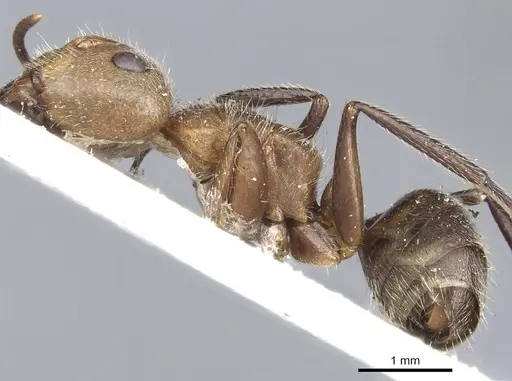 Camponotus godmani specimen CASENT0903626 image casent0903626_3