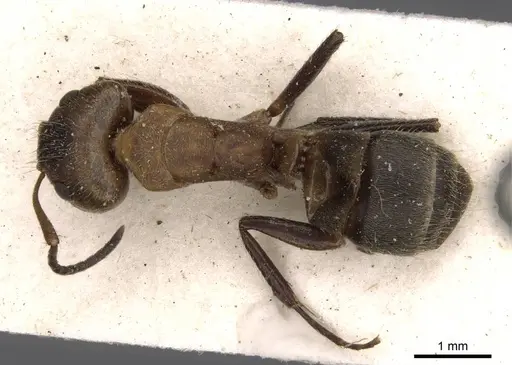 Camponotus godmani specimen CASENT0910700 image casent0910700_1