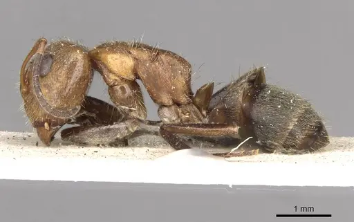 Camponotus godmani specimen CASENT0910700 image casent0910700_3