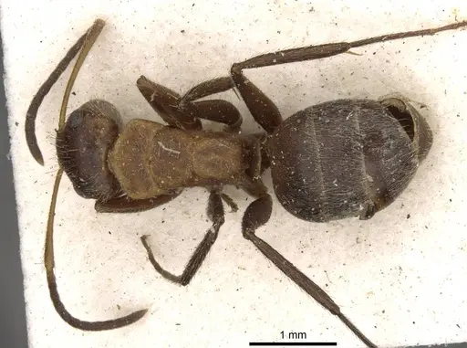 Camponotus godmani specimen CASENT0910701 image casent0910701_1