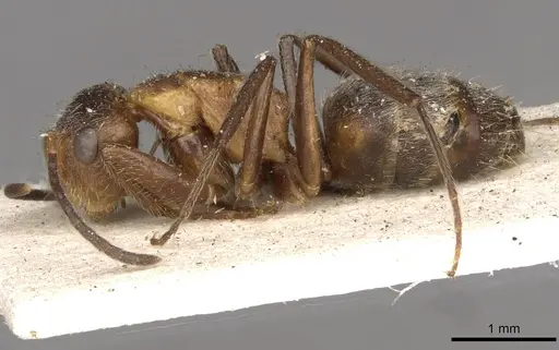 Camponotus godmani specimen CASENT0910701 image casent0910701_3