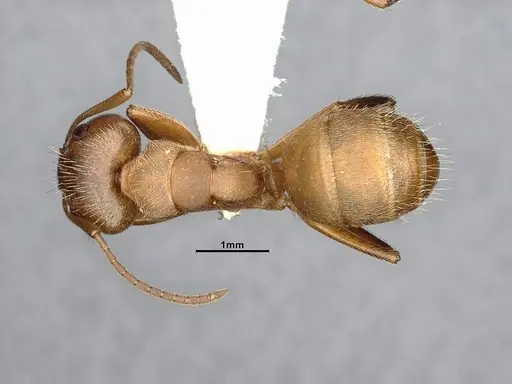 Camponotus godmani specimen CASENT4032234 image casent4032234_1