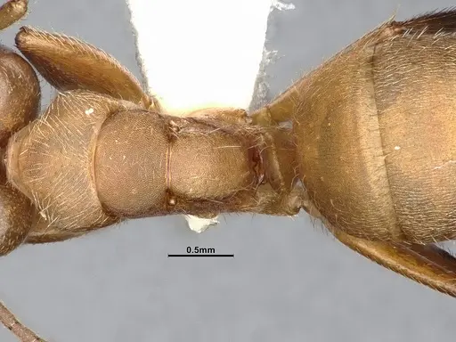 Camponotus godmani specimen CASENT4032234 image casent4032234_2