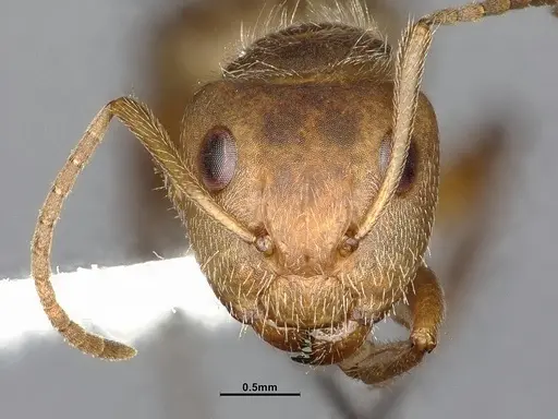 Camponotus godmani specimen CASENT4032234 image casent4032234_3