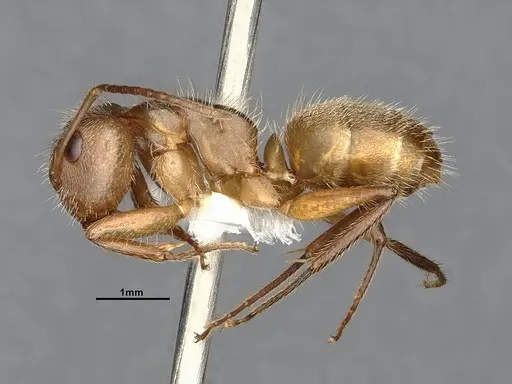 Camponotus godmani specimen CASENT4032234 image casent4032234_4