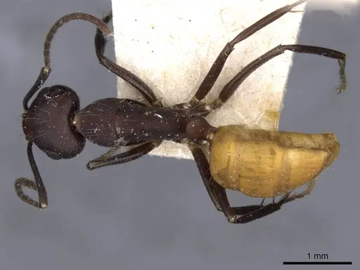 Camponotus goeldii specimen CASENT0909996 image casent0909996_1