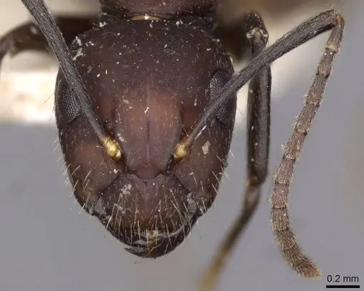 Camponotus goeldii specimen CASENT0909996 image casent0909996_2