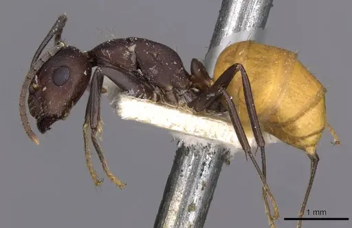 Camponotus goeldii specimen CASENT0909996 image casent0909996_3