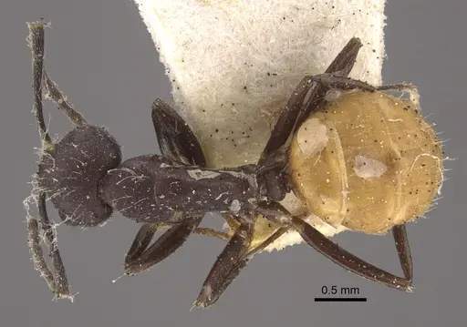 Camponotus goeldii specimen CASENT0917851 image casent0917851_1