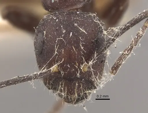 Camponotus goeldii specimen CASENT0917851 image casent0917851_2