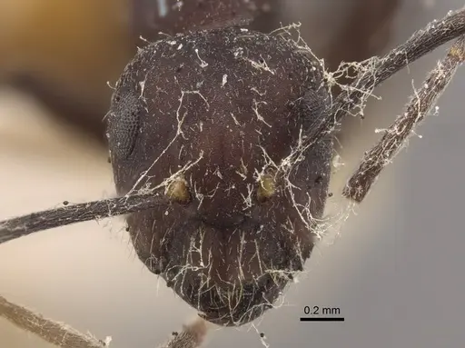 Camponotus goeldii specimen CASENT0917851 image casent0917851_3