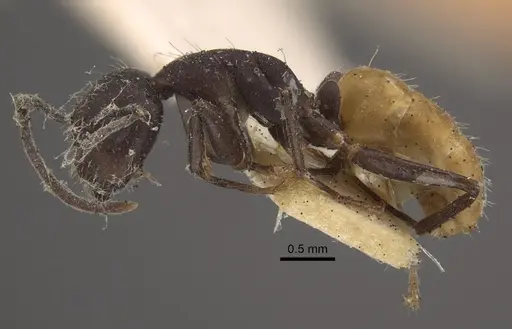 Camponotus goeldii specimen CASENT0917851 image casent0917851_4