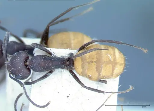 Camponotus goeldii specimen FOCOL0066-1 image focol0066-1_1