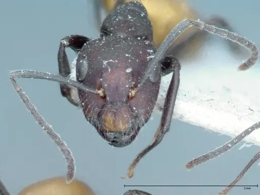 Camponotus goeldii specimen FOCOL0066-1 image focol0066-1_2