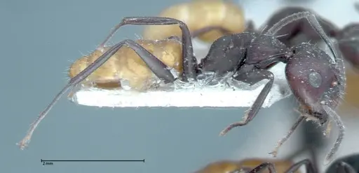 Camponotus goeldii specimen FOCOL0066-1 image focol0066-1_3