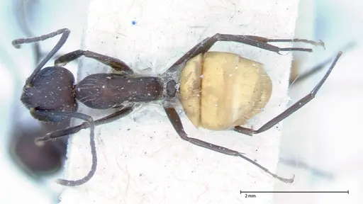Camponotus goeldii specimen FOCOL0066-2 image focol0066-2_1
