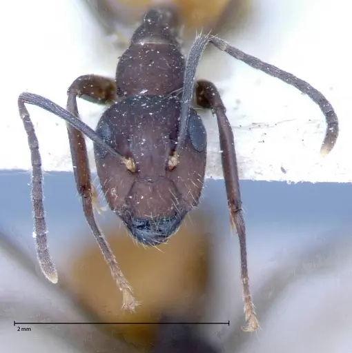 Camponotus goeldii specimen FOCOL0066-2 image focol0066-2_2
