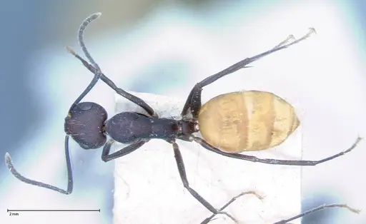 Camponotus goeldii specimen FOCOL0066-3 image focol0066-3_1