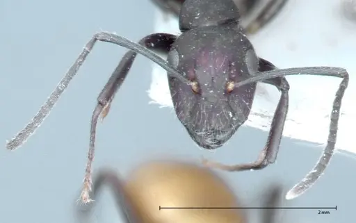 Camponotus goeldii specimen FOCOL0066-3 image focol0066-3_2