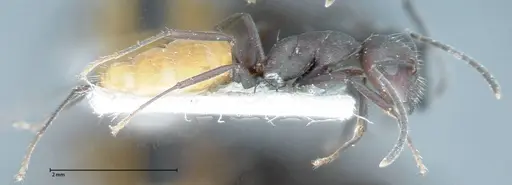 Camponotus goeldii specimen FOCOL0066-3 image focol0066-3_3
