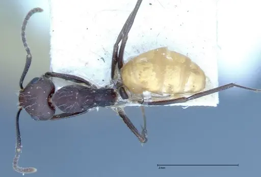 Camponotus goeldii specimen FOCOL0066-4 image focol0066-4_1