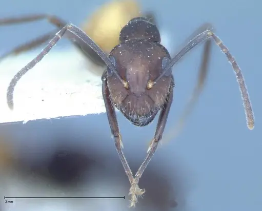 Camponotus goeldii specimen FOCOL0066-4 image focol0066-4_2