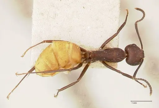 Camponotus goeldii specimen FOCOL0718-1 image focol0718-1_1