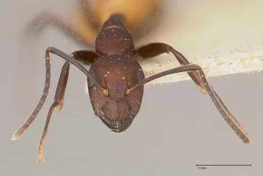 Camponotus goeldii specimen FOCOL0718-1 image focol0718-1_2