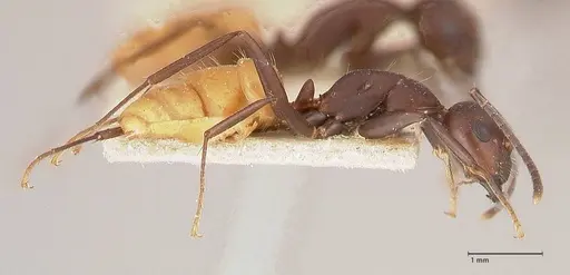 Camponotus goeldii specimen FOCOL0718-1 image focol0718-1_3