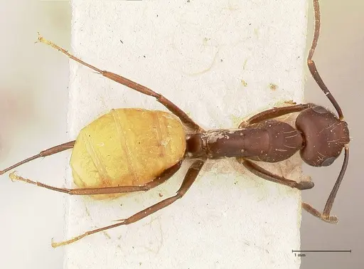 Camponotus goeldii specimen FOCOL0718-2 image focol0718-2_1
