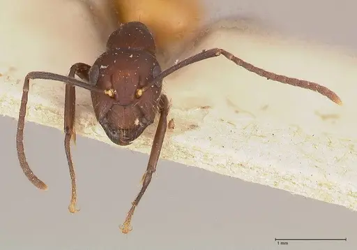 Camponotus goeldii specimen FOCOL0718-2 image focol0718-2_2