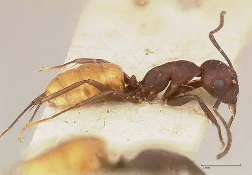 Camponotus goeldii specimen FOCOL0718-2 image focol0718-2_3