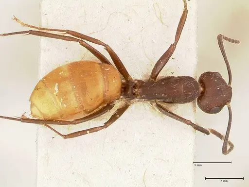 Camponotus goeldii specimen FOCOL0718-3 image focol0718-3_1