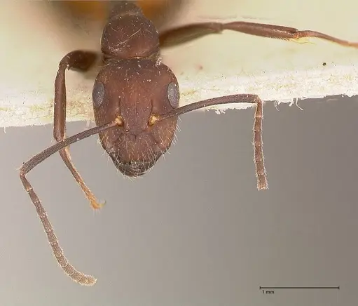 Camponotus goeldii specimen FOCOL0718-3 image focol0718-3_2
