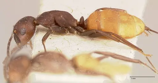 Camponotus goeldii specimen FOCOL0718-3 image focol0718-3_3