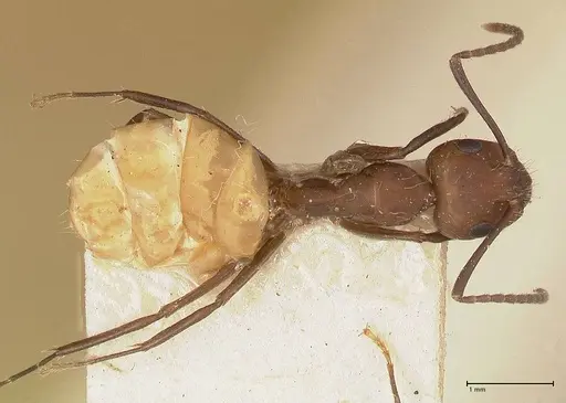 Camponotus goeldii specimen FOCOL0718-4 image focol0718-4_1