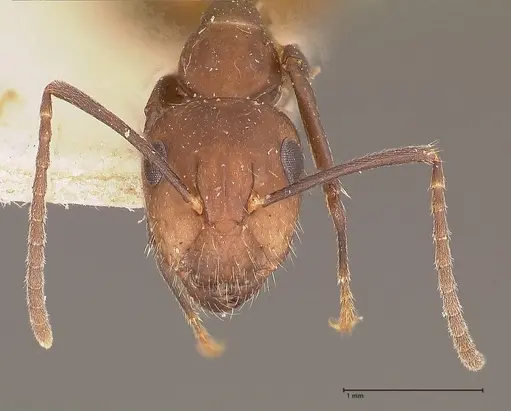 Camponotus goeldii specimen FOCOL0718-4 image focol0718-4_2