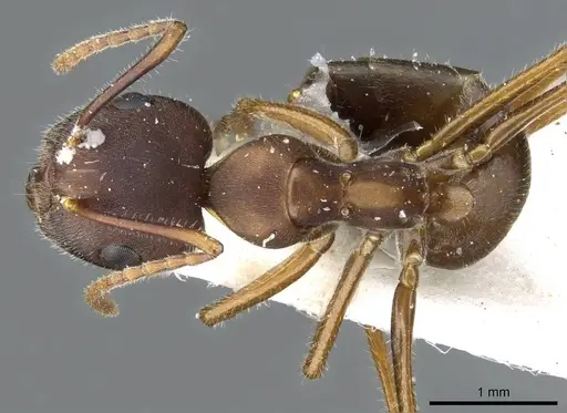 Camponotus gombaki specimen CASENT0905898 image casent0905898_1