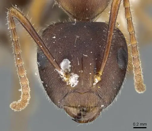 Camponotus gombaki specimen CASENT0905898 image casent0905898_2