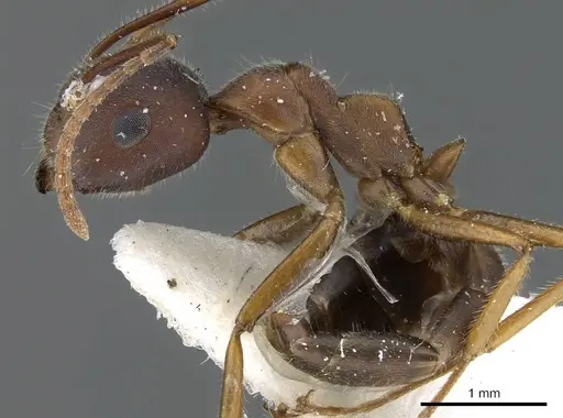 Camponotus gombaki specimen CASENT0905898 image casent0905898_3