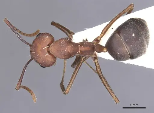 Camponotus gombaki specimen CASENT0911615 image casent0911615_1