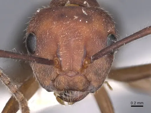 Camponotus gombaki specimen CASENT0911615 image casent0911615_2