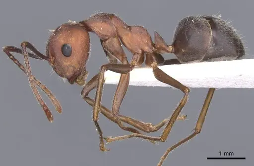 Camponotus gombaki specimen CASENT0911615 image casent0911615_3